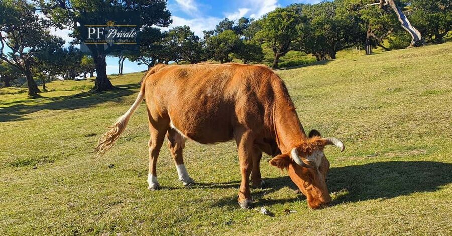 2-Day Madeira Tour: East & West with Local Guide & Tastings - Tastings, extra fees, and how to avoid disappointment