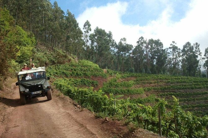 4x4 Safari Half day Poncha, Mountains, Vineyards and Cabo Girão Small group - Pickup, timing, and group size (the real comfort factor)