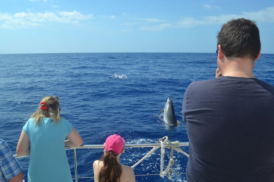 All Inclusive Whale and Dolphin Watching Luxury Tour - Who this tour fits best in your Madeira itinerary