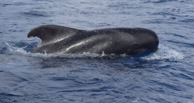 All Inclusive Whale and Dolphin Watching Luxury Tour