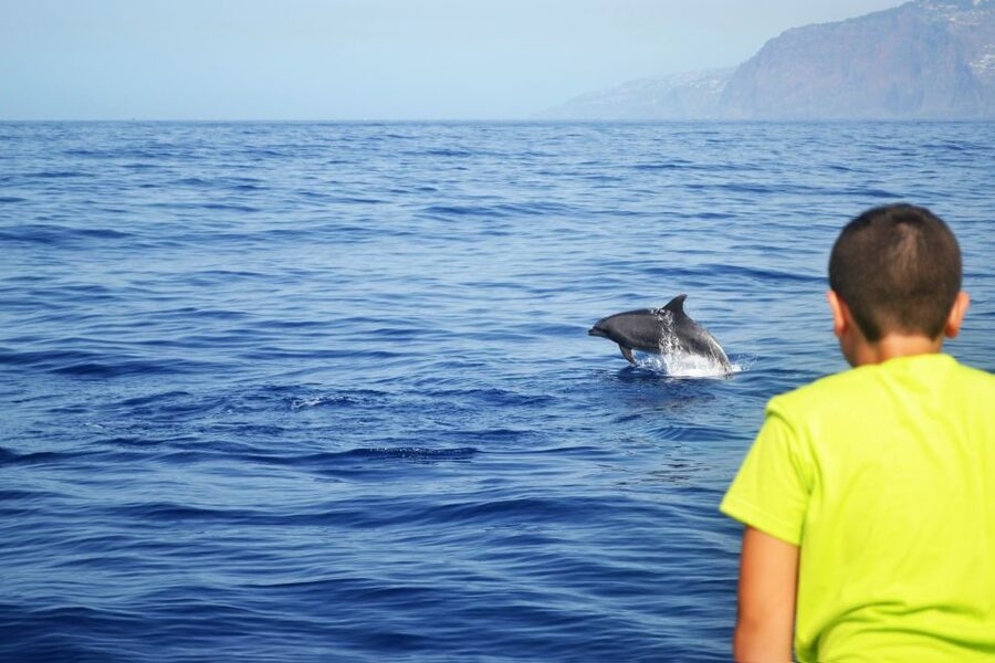 All Inclusive Whale and Dolphin Watching Luxury Tour - Why the $93 price can make sense