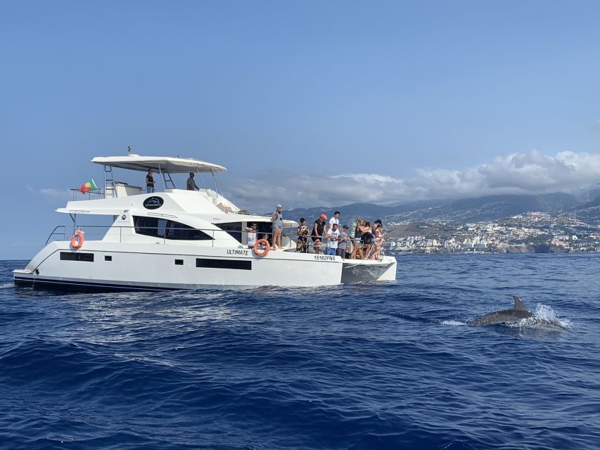All Inclusive Whale and Dolphin Watching Luxury Tour - When you might want to adjust expectations