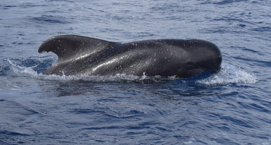 All Inclusive Whale and Dolphin Watching Luxury Tour - How the hunt for dolphins, whales, and turtles really feels