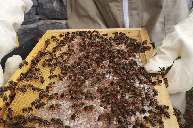 Amazing experience with Bees, honey and Pollen in Madeira Island - Where Santo António da Serra fits into your Madeira plans