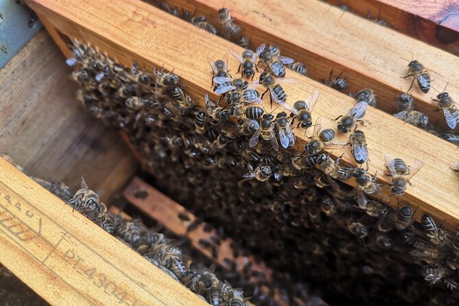 Amazing experience with Bees, honey and Pollen in Madeira Island - The hive briefing: what you learn before you get close