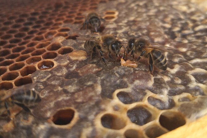 Amazing experience with Bees, honey and Pollen in Madeira Island - What makes this experience feel personal in real life