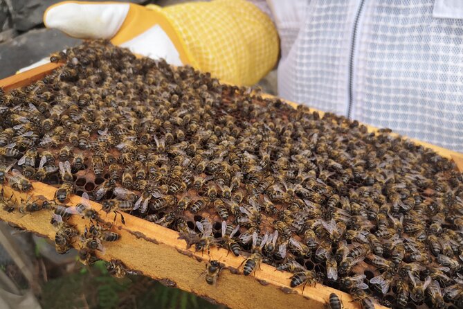 Amazing experience with Bees, honey and Pollen in Madeira Island - Price and value: is $138.58 per person reasonable?