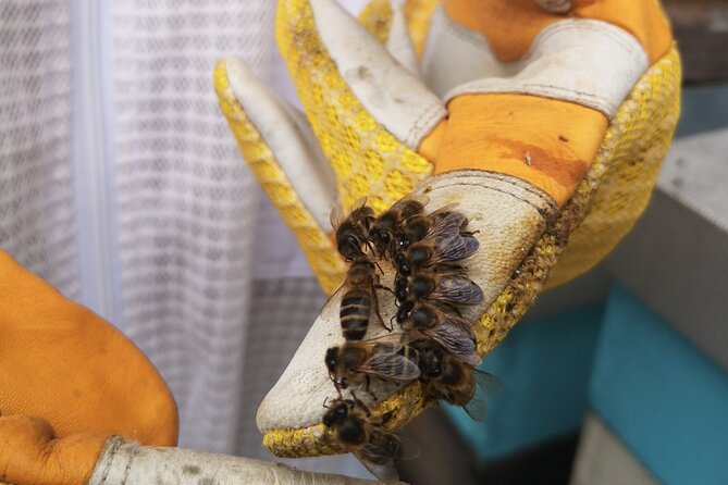 Amazing experience with Bees, honey and Pollen in Madeira Island - Practical expectations before you go