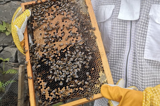 Amazing experience with Bees, honey and Pollen in Madeira Island - Should you book Bees experiences on Madeira’s Monday?