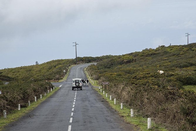 Amazing West - Jeep Safari Tour - Full Day - Shared Tour - Laurissilva Off-Road Driving, Where the Jeep Finally Feels Worth It