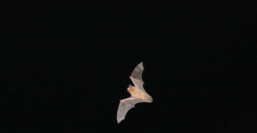 Bat Watching Madeira - Key points before you go