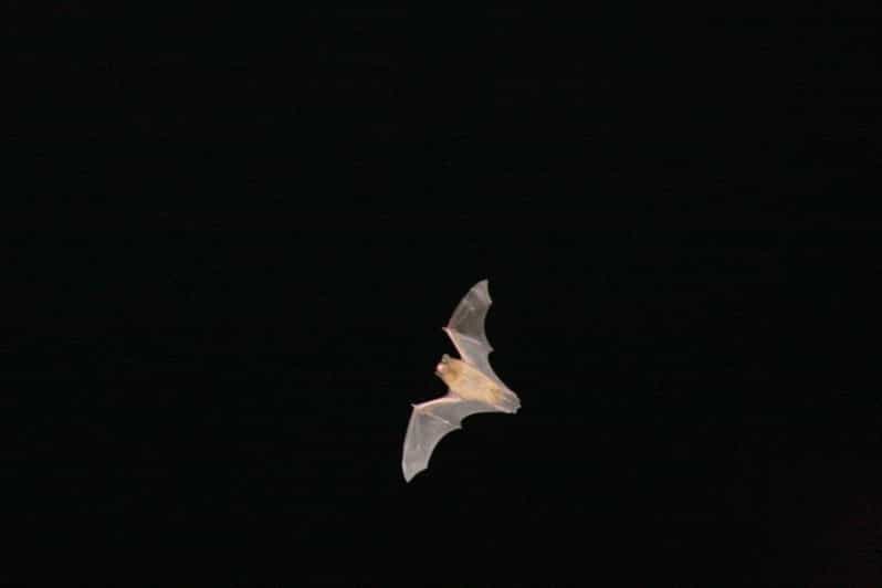 Bat Watching Madeira - What Makes Bat Watching Madeira So Special