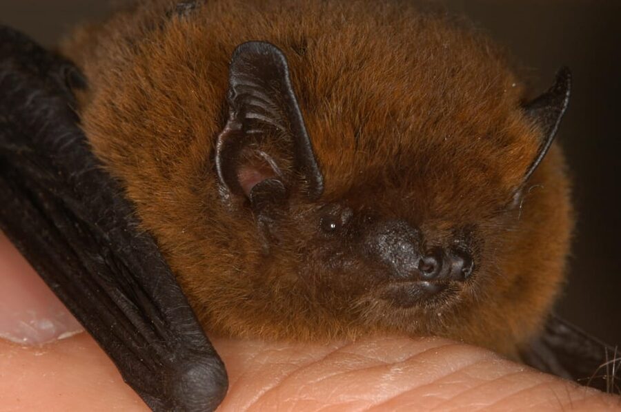 Bat Watching Madeira - Who Should Book This Bat Watching Tour?