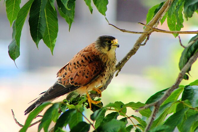 Birdwatching The Raptors in Madeira - Key points before you go