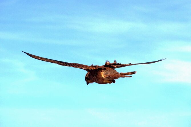 Birdwatching The Raptors in Madeira - Madeira raptors feel different from the mainland
