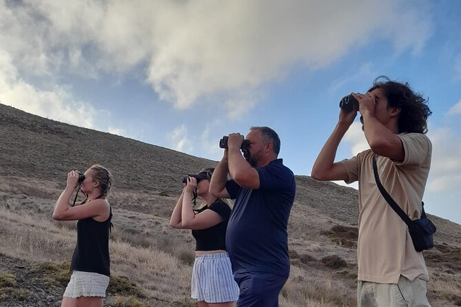 Birdwatching The Raptors in Madeira - The 4-hour raptor route: nesting areas, perches, and hunting grounds