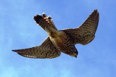 Birdwatching The Raptors in Madeira