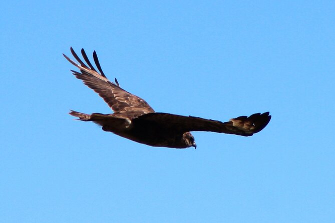 Birdwatching The Raptors in Madeira - How the guide support helps you identify raptors fast