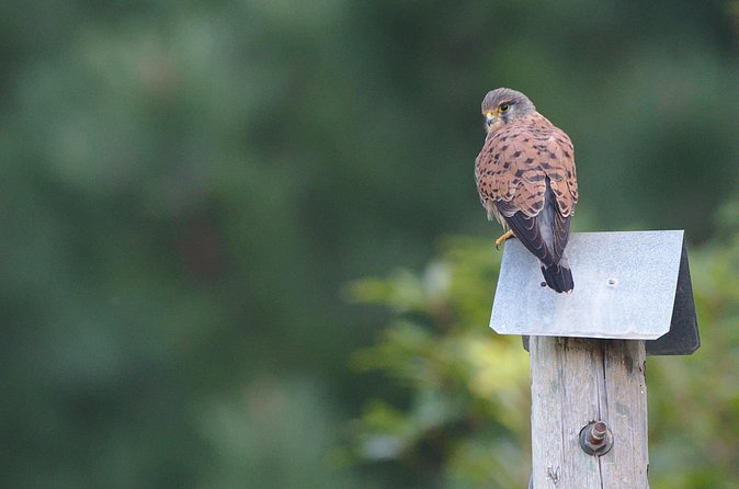 Birdwatching The Raptors in Madeira - When you get lucky, predation is a highlight
