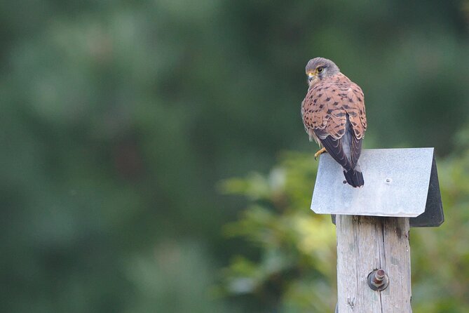 Birdwatching The Raptors in Madeira - The included coffee or tea, small perk, big payoff