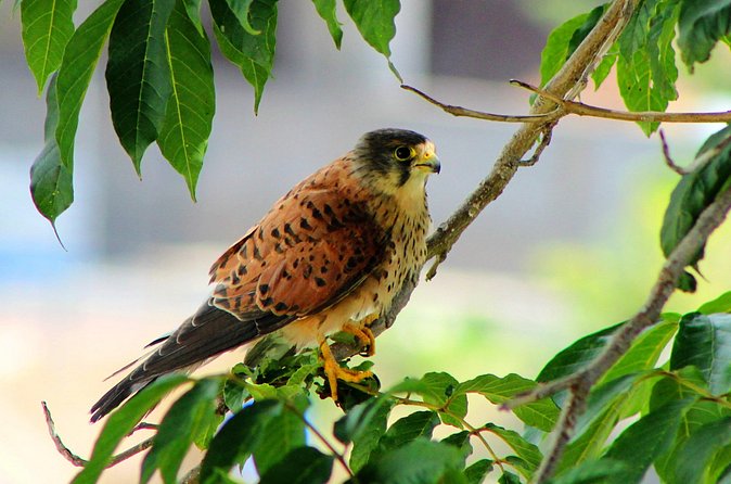 Birdwatching The Raptors in Madeira - Price and value: what you get for about $60