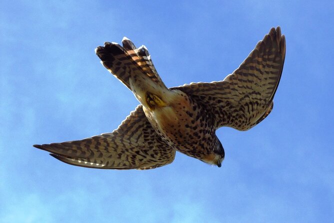 Birdwatching The Raptors in Madeira - Small group format, so you actually see what matters