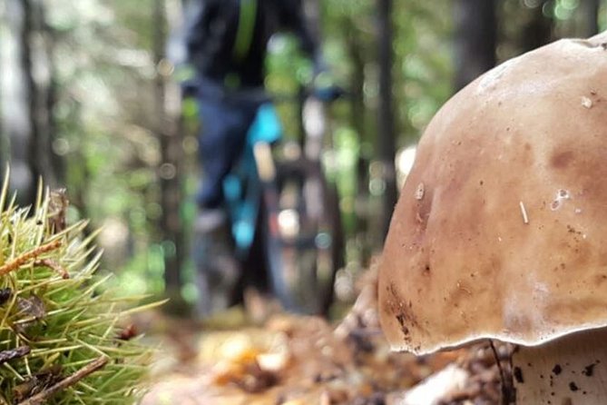 Botanical Trails of Madeira. Mountain biking Trail Experience - Key points to know before you pedal