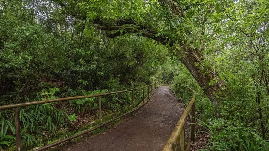 Caldeirão Verde: Levada Caldeirao Verde Hiking Transfer - Turning a Long Day into an Easy Morning Ride