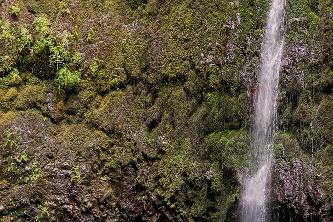 Caldeirão Verde Levadas Walk in Madeira - Price and value: is it worth $52.86?