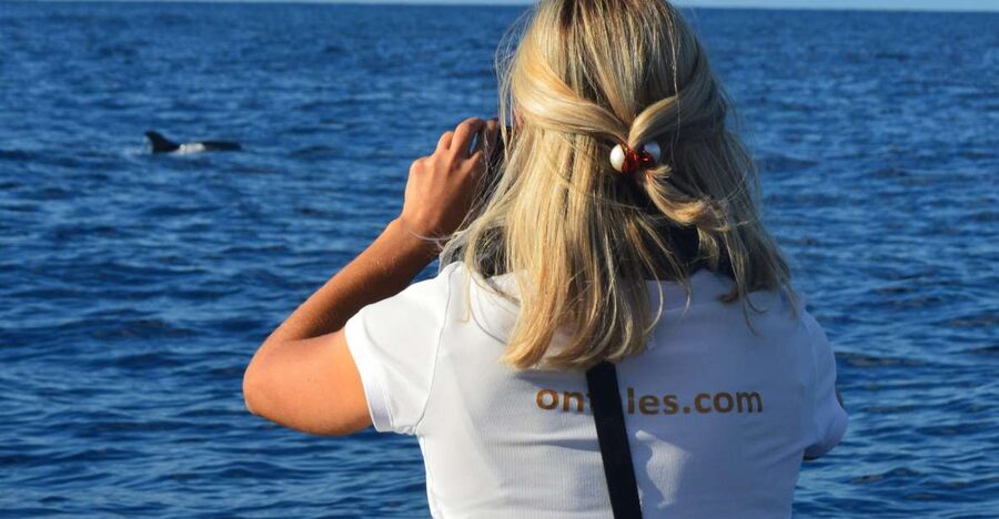 Calheta: Whale & dolphin watching small groups designer tour - Searching Close to Shore: The Whale And Dolphin Watching Sweet Spot