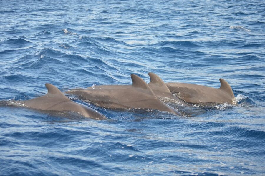 Calheta: Whale & dolphin watching small groups designer tour - Photo Stops And Onboard Info That Helps You Spot More