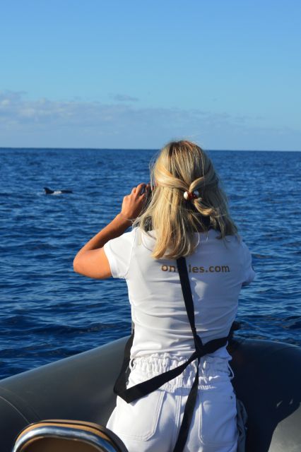 Calheta: Whale & dolphin watching small groups designer tour - Price And Value: What You’re Paying For (And Why It Can Make Sense)