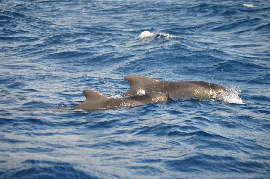 Calheta: Whale & dolphin watching small groups designer tour - Small Tips That Improve Your Chances (And Comfort)