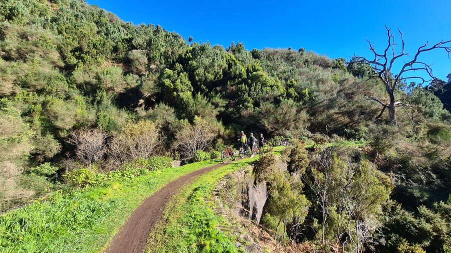 Camacha: Levada Trail e-Bike Guided Tour - The oak-filled descent back into the levada and toward Camacha
