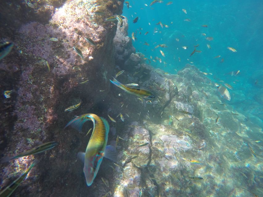 Caniço, Madeira: Marine Reserve Kayak & Snorkelling Tour - Price and Value: What $57 Covers, and What It Does Not