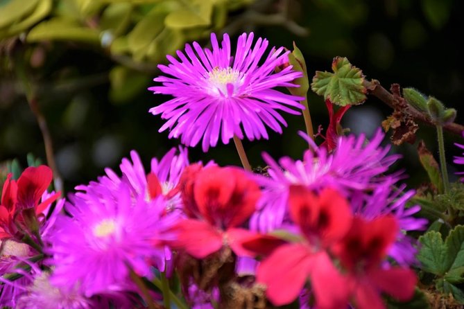 Discover The East - Madeira Island - East Madeira feels like a whole different island