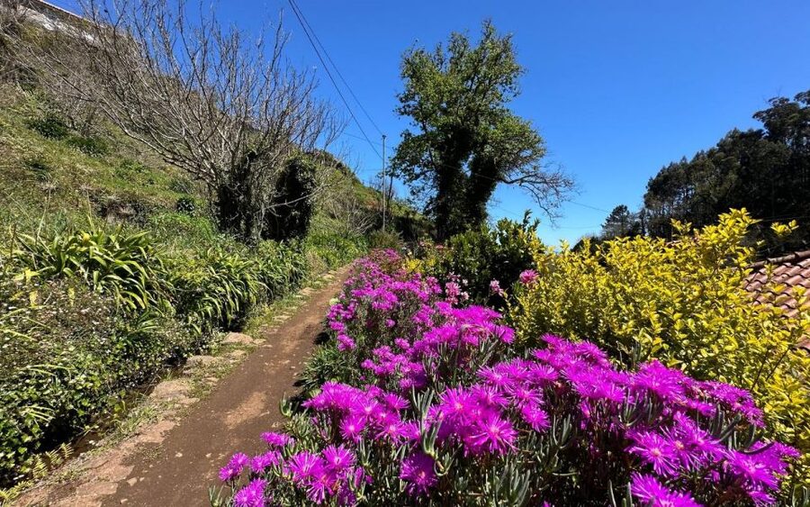 Discover the Paradise Valley - a quick escape for Everyone - What You Actually See: Fauna, Flora, and the Madeira Plant Story