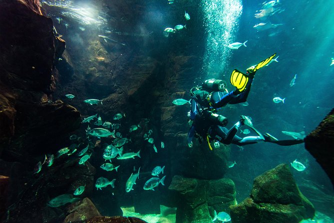 Diving in the Madeira Aquarium - Getting to Aquario da Madeira and Finding the Right Start