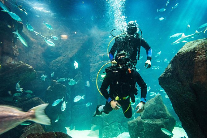 Diving in the Madeira Aquarium - Aquario da Madeira Main Tank: 6m Deep and 500,000L of Water