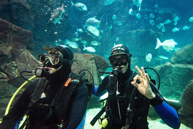 Diving in the Madeira Aquarium - What to Bring and How to Stay Comfortable