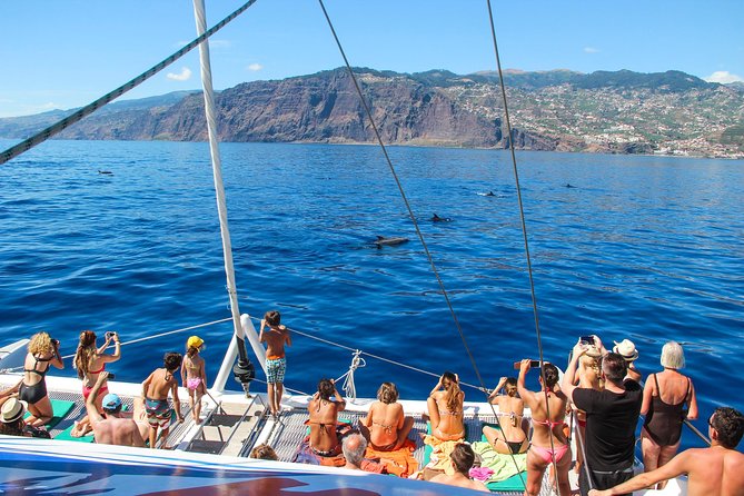 Dolphin and Whale Watching Catamaran Cruise from Funchal - Catamaran Cruise Basics from Funchal Marina