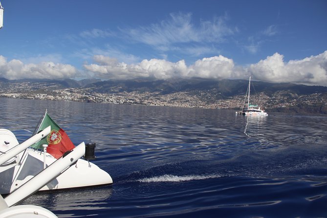 Dolphin and Whale Watching Catamaran Cruise from Funchal - Price and Value for $48.27 Per Person