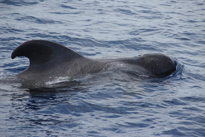 Dolphin and Whale Watching Catamaran Cruise from Funchal - Crowds, Seating, and Sea-Sickness Reality Checks