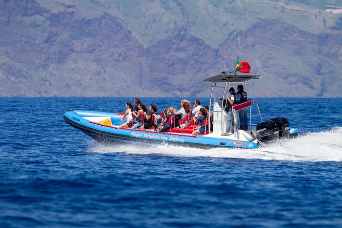 Dolphin - Whale - Turtle - Bird Watching - Entering the search zone: a Madeira wildlife safari that moves