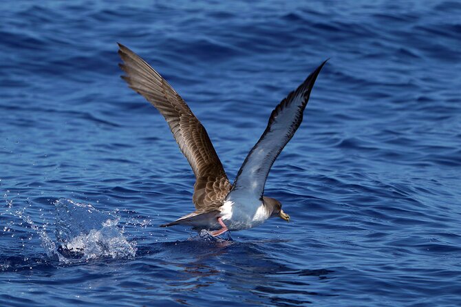 Dolphin - Whale - Turtle - Bird Watching - What you might see: dolphins, whales, turtles, and birds