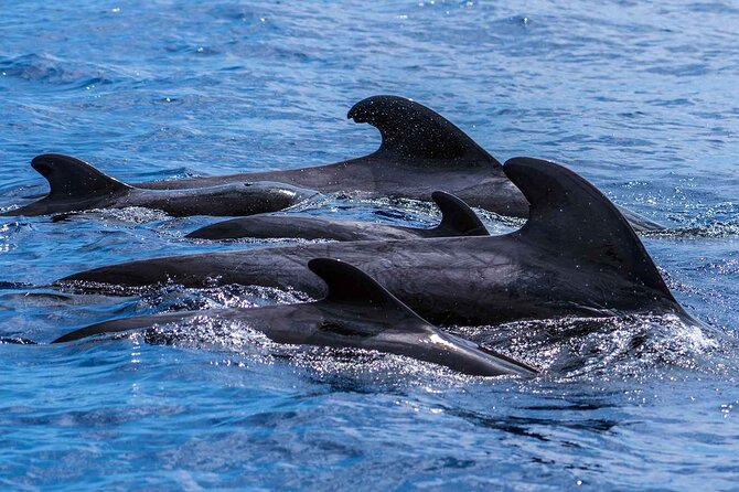 Dolphin - Whale - Turtle - Bird Watching - The viewing and ethics: close to animals, not in their space