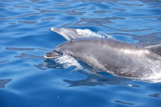 Dolphin - Whale - Turtle - Bird Watching - Stop one: the quick run to dolphins and whales