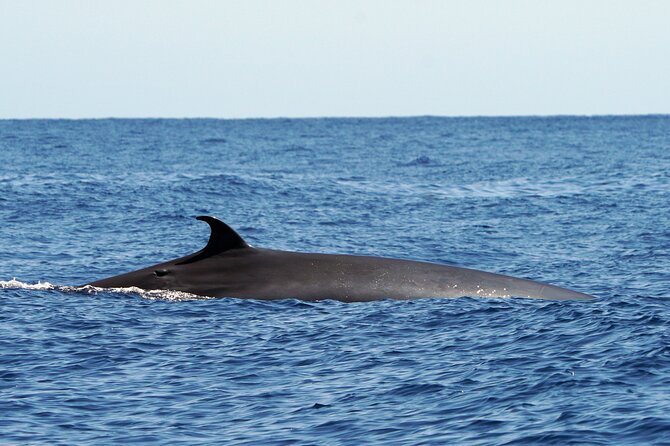 Dolphin - Whale - Turtle - Bird Watching - Stop two: along the Funchal Bay coast, with Madeira context
