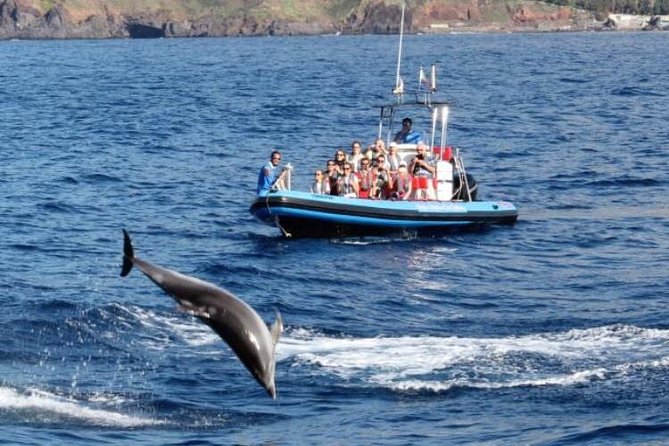 Dolphin - Whale - Turtle - Bird Watching - Stop three: Camara de Lobos from the Atlantic