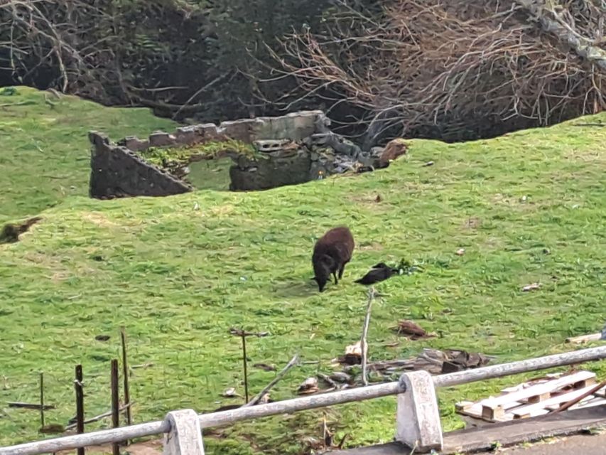 EAST MADEIRA:,Peaks, Forest walk,Thatched Roofs, Rum factory - Key things to know before you go